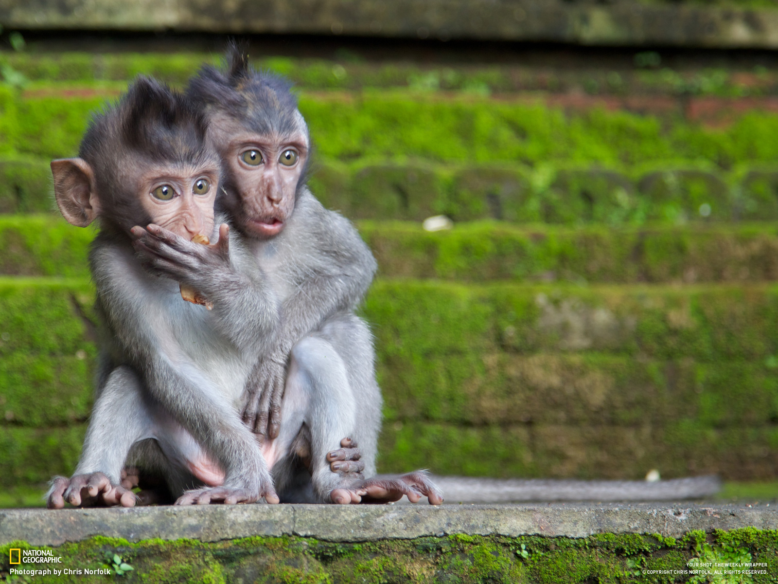 20120710 - Monkey business