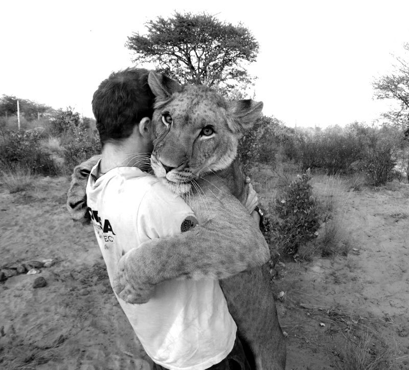 20130924 - Lion hug