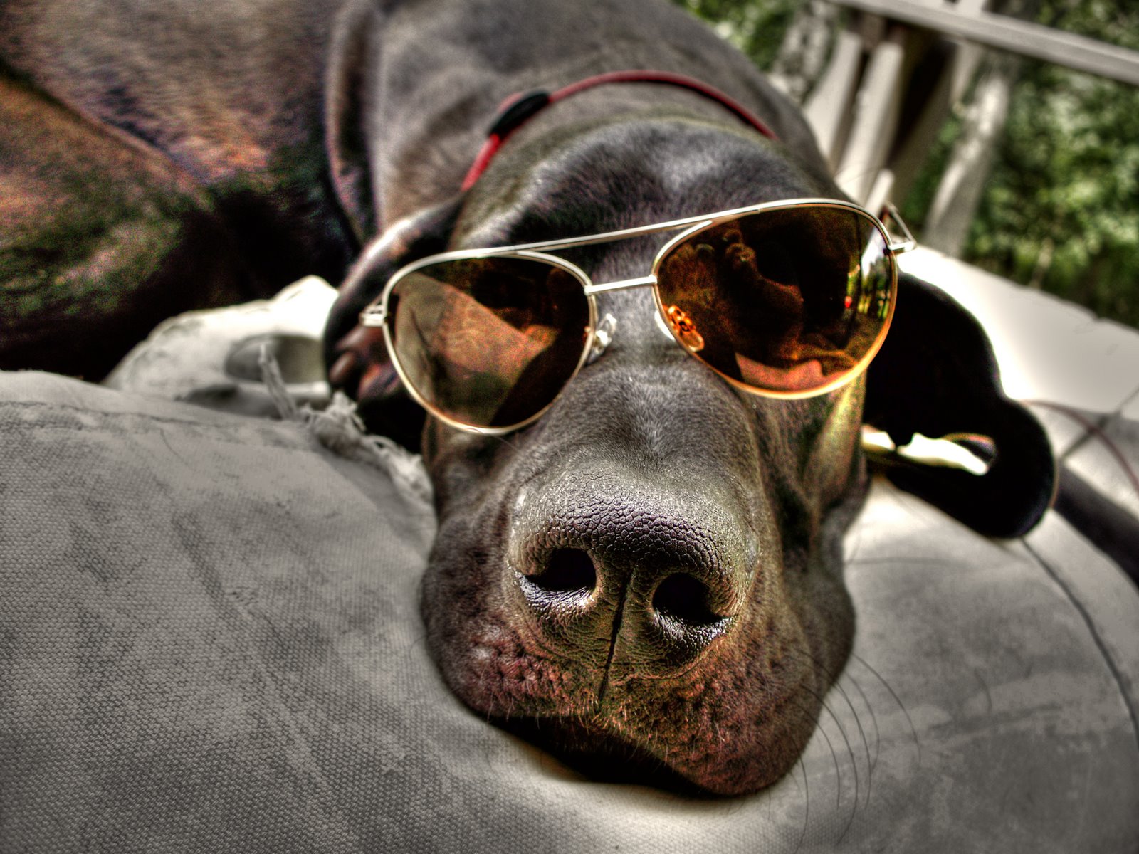 My dog --- Buddy IN HDR! 1 exposure --- thus the grain.