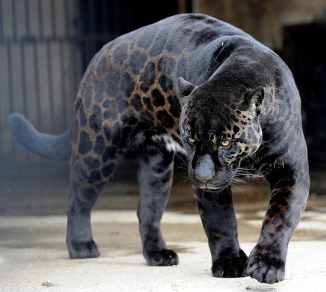 20140630 - Black leopard